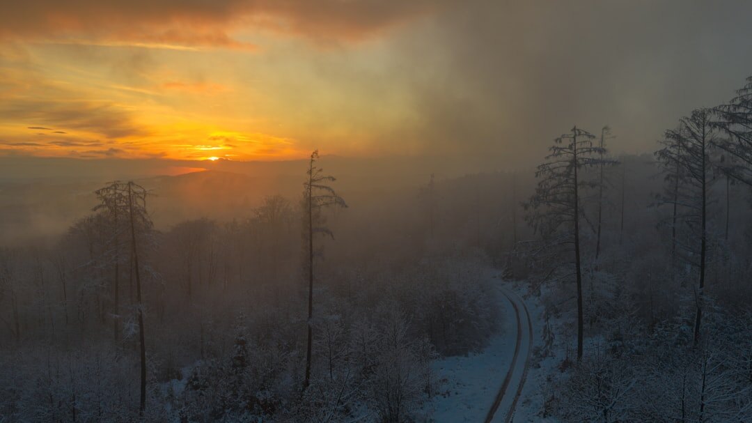 Misty pine forest at sunrise